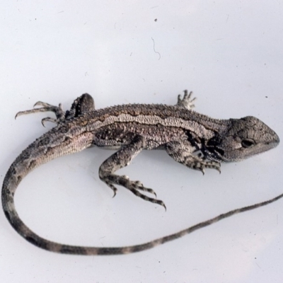 Amphibolurus muricatus (Jacky Lizard) at Goulburn Mulwaree Council - 1 Dec 1975 by wombey