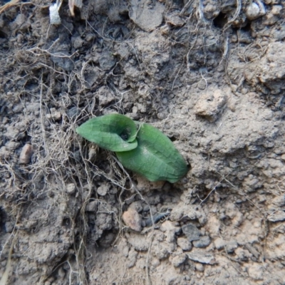 Pterostylis nutans (Nodding Greenhood) at Acton, ACT - 27 Mar 2016 by CathB