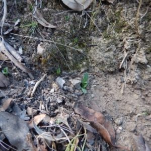 Pterostylis nutans at Acton, ACT - 27 Mar 2016