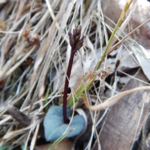 Acianthus exsertus at Acton, ACT - suppressed