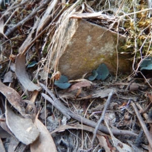 Acianthus exsertus at Acton, ACT - suppressed