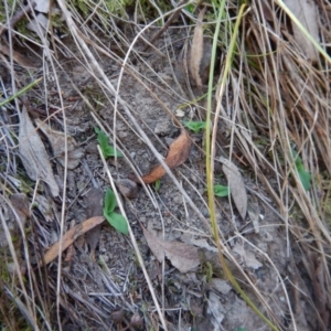 Chiloglottis sp. at Acton, ACT - 27 Mar 2016