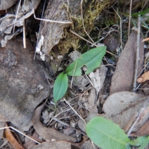 Chiloglottis sp. at Acton, ACT - 27 Mar 2016