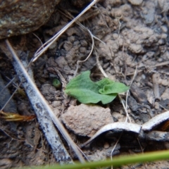 Pterostylis sp. (A Greenhood) at Acton, ACT - 27 Mar 2016 by CathB