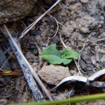 Pterostylis sp. (A Greenhood) at Acton, ACT - 27 Mar 2016 by CathB