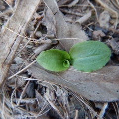 Pterostylis sp. at Acton, ACT - suppressed