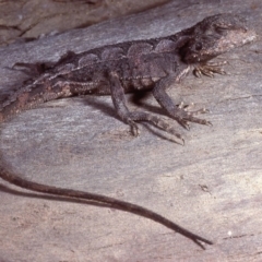 Rankinia diemensis (Mountain Dragon) at Cotter River, ACT - 20 Nov 1979 by wombey