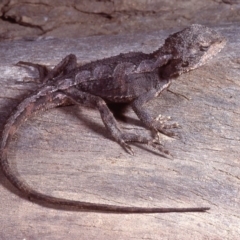 Rankinia diemensis at Cotter River, ACT - 20 Nov 1979 12:00 AM