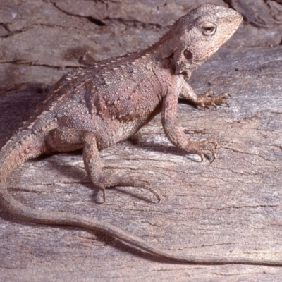 Rankinia diemensis (Mountain Dragon) at Cotter River, ACT - 27 Nov 1979 by wombey