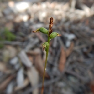 Corunastylis clivicola at Aranda, ACT - 25 Mar 2016