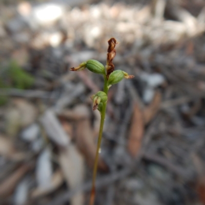 Corunastylis clivicola (Rufous midge orchid) at Aranda, ACT - 25 Mar 2016 by CathB