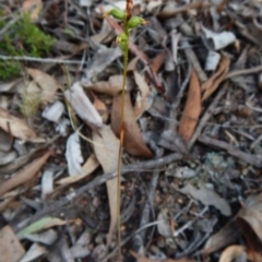 Corunastylis clivicola at Aranda, ACT - 25 Mar 2016