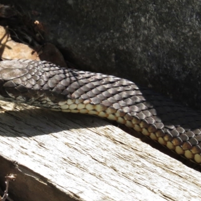 Austrelaps ramsayi (Highlands Copperhead) at Paddys River, ACT - 27 Mar 2016 by JohnBundock