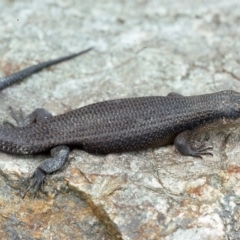 Egernia saxatilis intermedia (Black Rock Skink) at Bemboka, NSW - 22 Oct 1976 by wombey