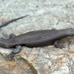 Egernia saxatilis intermedia (Black Rock Skink) at Bemboka, NSW - 21 Oct 1976 by wombey