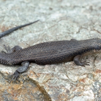 Egernia saxatilis intermedia (Black Rock Skink) at Bemboka, NSW - 22 Oct 1976 by wombey
