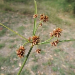 Cyperus lhotskyanus (A Sedge) at Pine Island to Point Hut - 24 Mar 2016 by michaelb