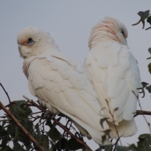 Cacatua sanguinea at Conder, ACT - 24 Mar 2016