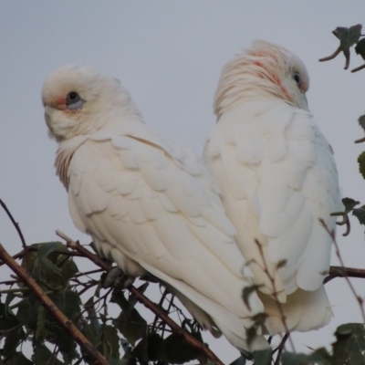 Cacatua sanguinea (Little Corella) at Conder, ACT - 23 Mar 2016 by michaelb