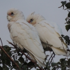 Cacatua sanguinea at Conder, ACT - 24 Mar 2016