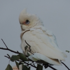 Cacatua sanguinea at Conder, ACT - 24 Mar 2016