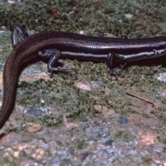 Morethia boulengeri (Boulenger's Skink) at Gungahlin, ACT - 29 Apr 1982 by wombey