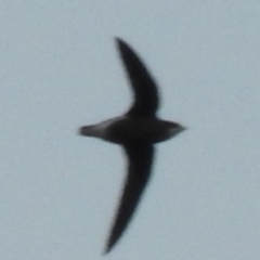 Hirundapus caudacutus (White-throated Needletail) at Fadden, ACT - 23 Mar 2016 by RyuCallaway