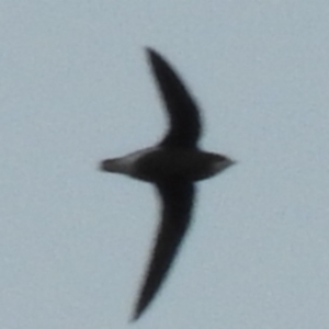 Hirundapus caudacutus at Fadden, ACT - 23 Mar 2016