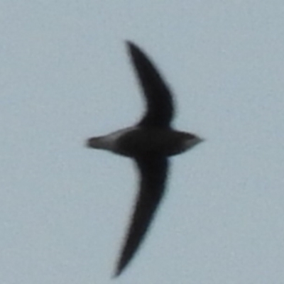 Hirundapus caudacutus (White-throated Needletail) at Fadden, ACT - 23 Mar 2016 by ArcherCallaway