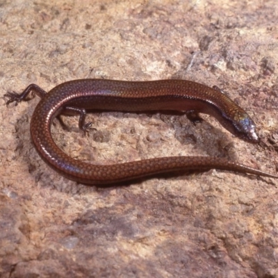 Anepischetosia maccoyi (MacCoy's Skink) at Cotter River, ACT - 26 Oct 1977 by wombey