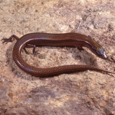 Anepischetosia maccoyi (MacCoy's Skink) at Cotter River, ACT - 25 Oct 1977 by wombey