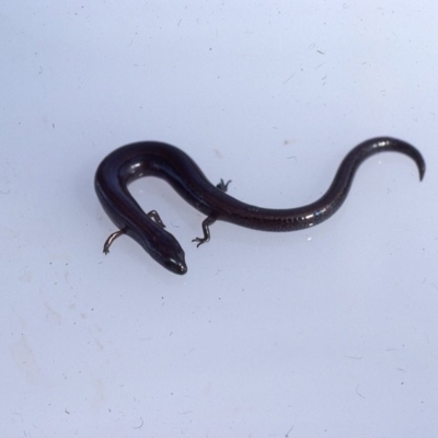 Hemiergis talbingoensis (Three-toed Skink) at Oallen, NSW - 1 Dec 1975 by wombey