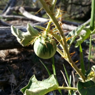 Solanum cinereum (Narrawa Burr) at Hackett, ACT - 27 Mar 2016 by waltraud