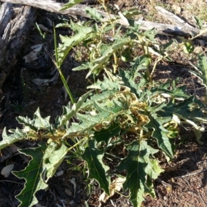 Solanum cinereum at Hackett, ACT - 27 Mar 2016