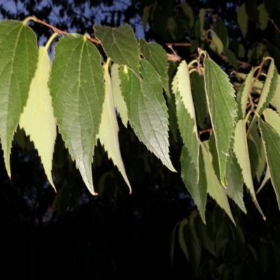 Celtis australis (Nettle Tree) at Hackett, ACT - 27 Mar 2016 by waltraud