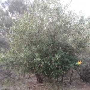 Olea europaea subsp. cuspidata at Canberra Central, ACT - 27 Mar 2016