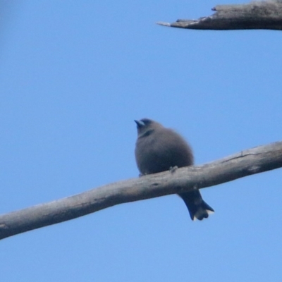 Artamus cyanopterus (Dusky Woodswallow) at Rendezvous Creek, ACT - 28 Mar 2016 by NathanaelC