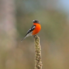 Petroica phoenicea at Rendezvous Creek, ACT - 28 Mar 2016