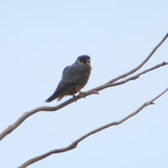 Falco longipennis (Australian Hobby) at Rendezvous Creek, ACT - 27 Mar 2016 by NathanaelC