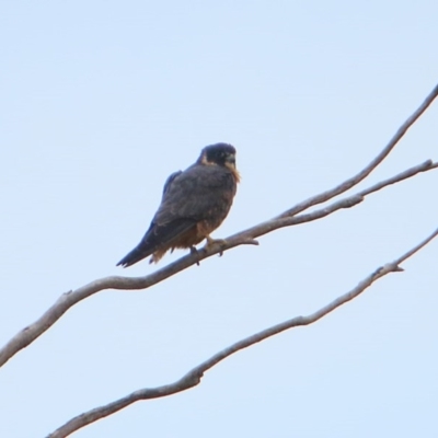 Falco longipennis (Australian Hobby) at Rendezvous Creek, ACT - 28 Mar 2016 by NathanaelC