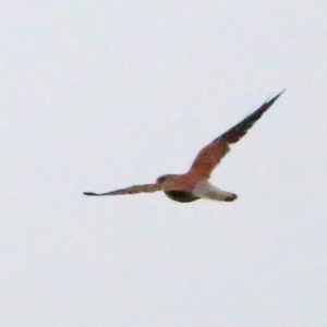 Falco cenchroides at Rendezvous Creek, ACT - 28 Mar 2016