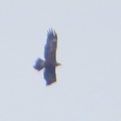 Aquila audax (Wedge-tailed Eagle) at Rendezvous Creek, ACT - 28 Mar 2016 by NathanaelC