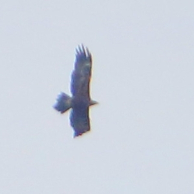 Aquila audax (Wedge-tailed Eagle) at Rendezvous Creek, ACT - 28 Mar 2016 by NathanaelC