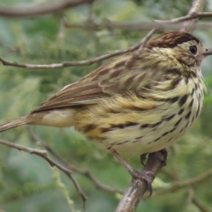 Pyrrholaemus sagittatus at Tharwa, ACT - 28 Mar 2016 12:00 AM