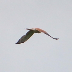 Falco cenchroides (Nankeen Kestrel) at Rendezvous Creek, ACT - 27 Mar 2016 by NathanaelC