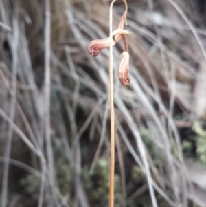 Speculantha rubescens at Canberra Central, ACT - suppressed