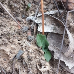 Speculantha rubescens at Canberra Central, ACT - suppressed