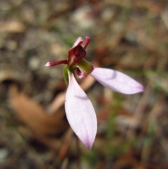 Eriochilus cucullatus (Parson's Bands) at Cook, ACT - 29 Mar 2016 by CathB