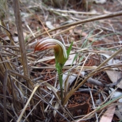 Diplodium truncatum (Little Dumpies, Brittle Greenhood) at Cook, ACT - 29 Mar 2016 by CathB