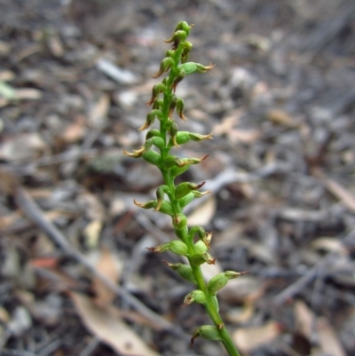 Corunastylis clivicola (Rufous midge orchid) at Cook, ACT - 29 Mar 2016 by CathB